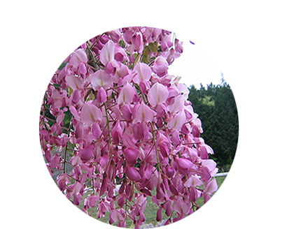 Shirai Oomachi Fuji (Japanese Wisteria) Park